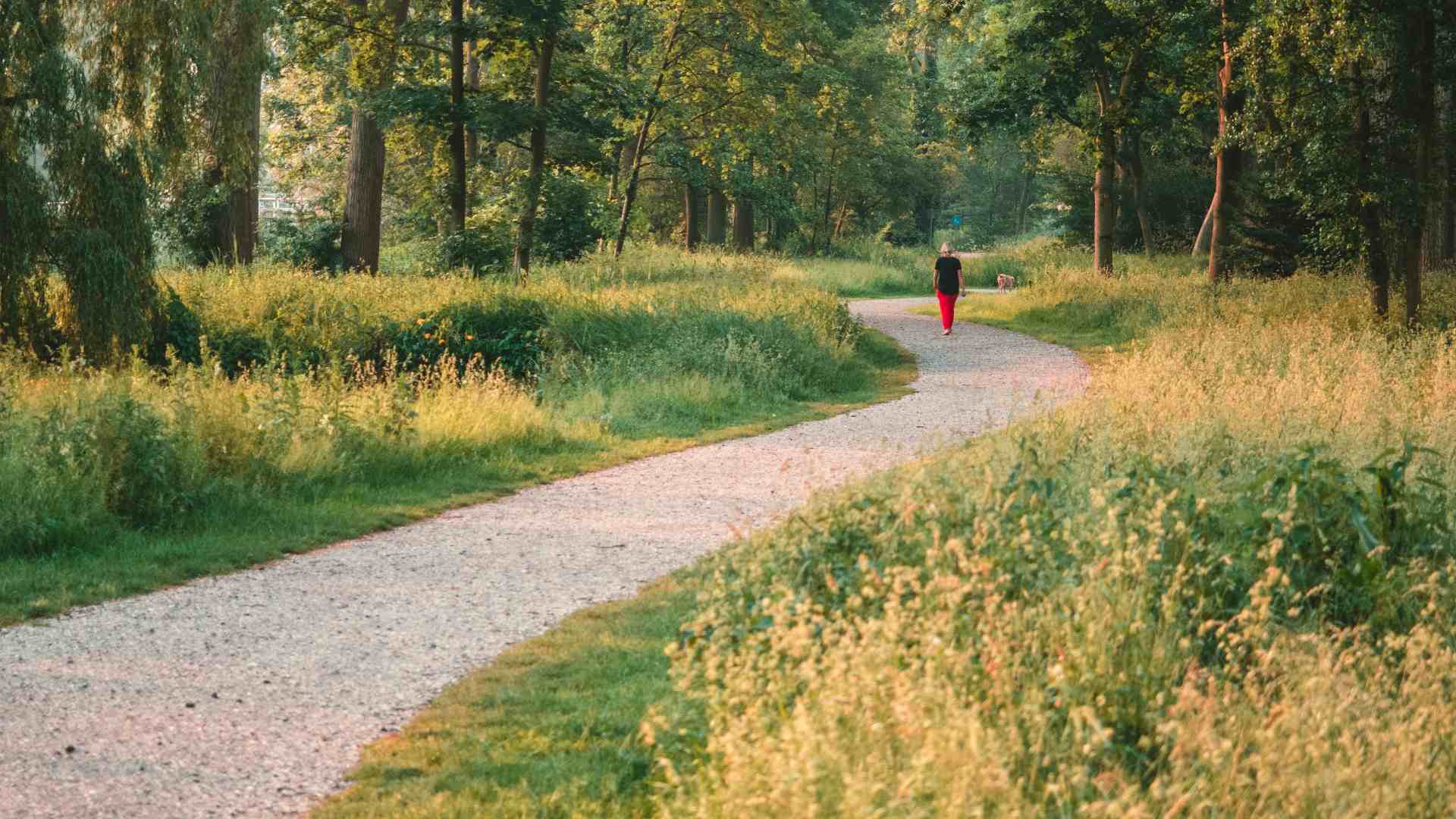a forest and a path going through it with a woman wearing red trousers and black top walking.
